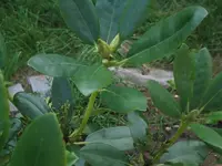 rhodo_klein.webp