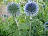 Distel1.webp