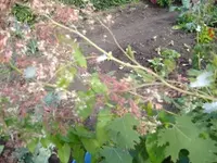 Unbekannt2.webp