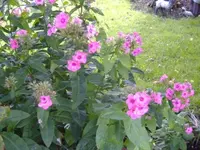 Rosa3.webp