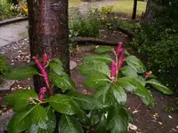 HPIM0782.webp