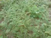 karotte.webp