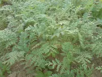 karotte3.webp
