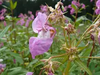 Blume komp.webp