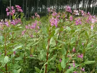 Blume2.webp