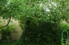 0707_ranunkel.webp