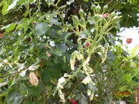 PICT0001.webp
