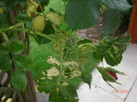 PICT0002.webp
