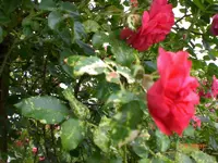 PICT0003.webp