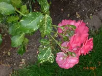 PICT0004.webp