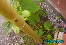 IMGP0084.webp