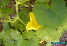 IMGP0083.webp
