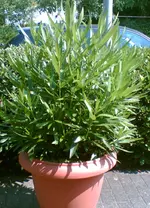 oleander.webp