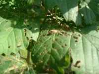 DSCF0937.webp