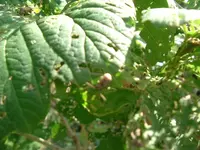 DSCF0935.webp