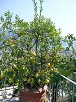 P1020113_2.webp