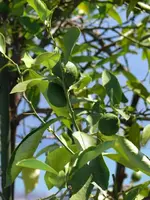 P1020114_2.webp