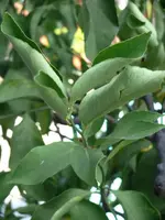 P1020115_2.webp