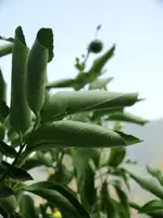 P1020116_2.webp