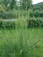 upkp1.webp