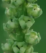 ubkp4.webp