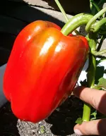 Garten 2007 011.webp