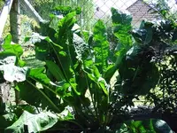 Bild 003.webp