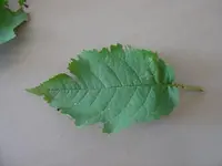 Bild 005.webp
