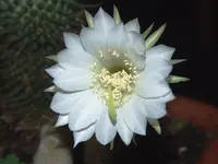 Bild 962.webp
