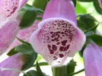 Bild 824.webp