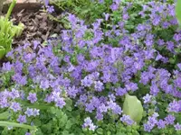 k-IMG_0961.webp