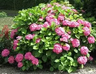 k-Blumen 6[1].07.07 013.webp