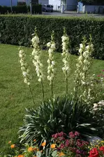 Palmlilie.webp