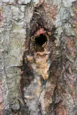 Baumschädling7.webp