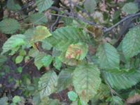 IMG_2310s.webp