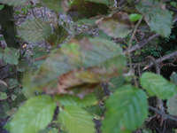 IMG_2312s.webp