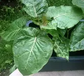 Baumtomate.webp