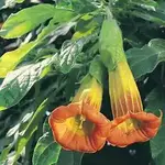 Brugmansia sanguinea.webp