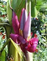 a_Musa_itinerans_Blute.webp