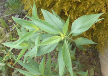 DSC00541.webp