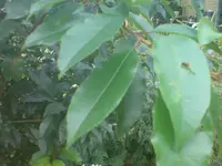 DSC00025.webp