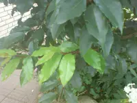 DSC00027.webp