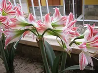 ev11 (Small).webp