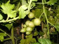 HPIM0830.webp