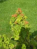 baum2.webp
