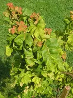 baum3.webp