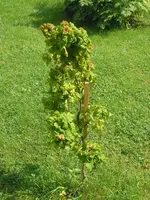 baum seite.webp