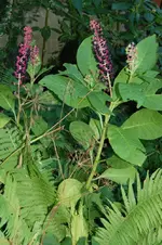 Blume-1.webp