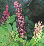 Kermesbeere,-asiatischt-1_W.webp