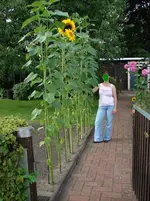 mone-sonnenblume-p.webp